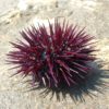 Морской ёж (Sea Urchin)
