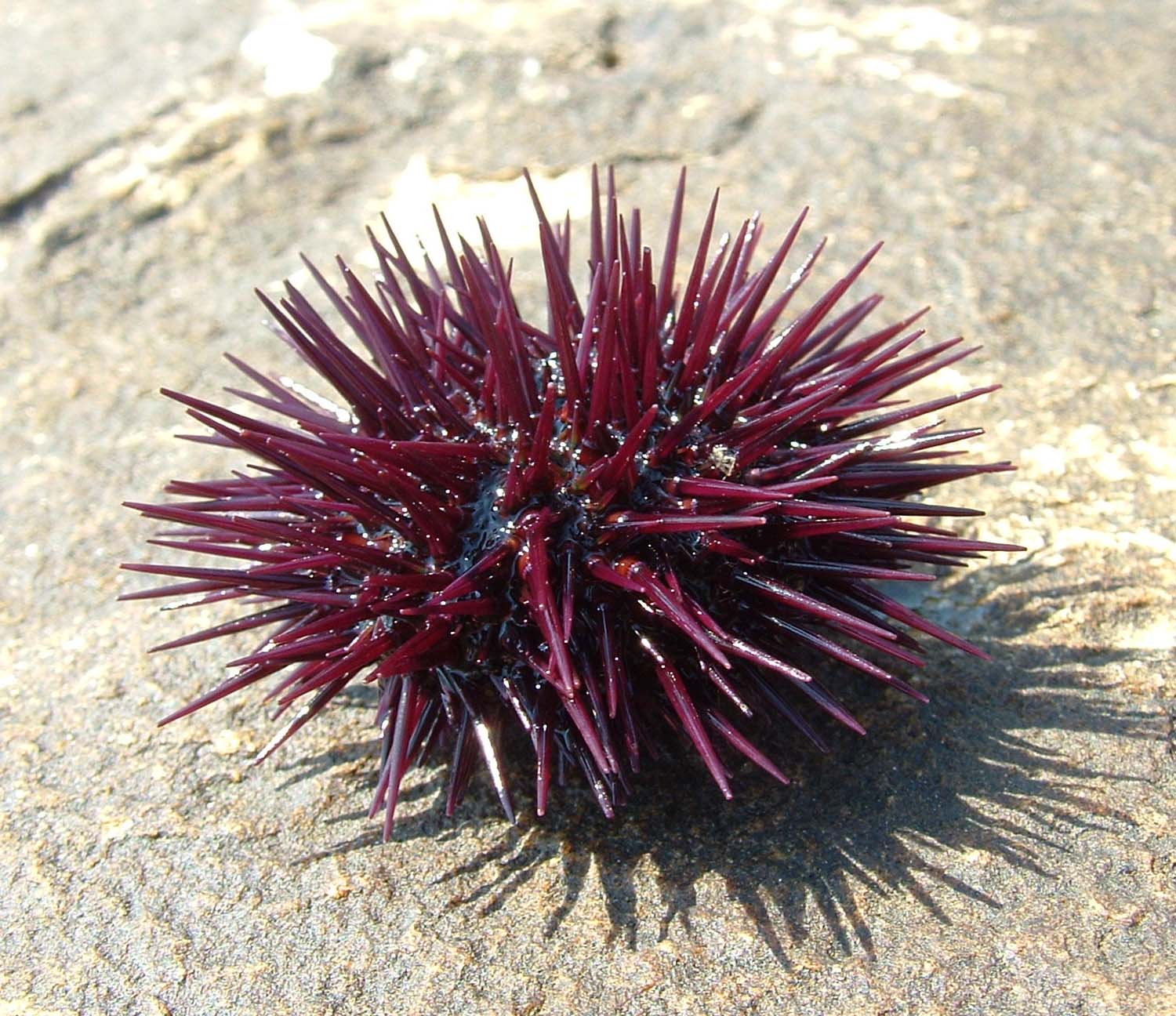 Морской ёж (Sea Urchin)